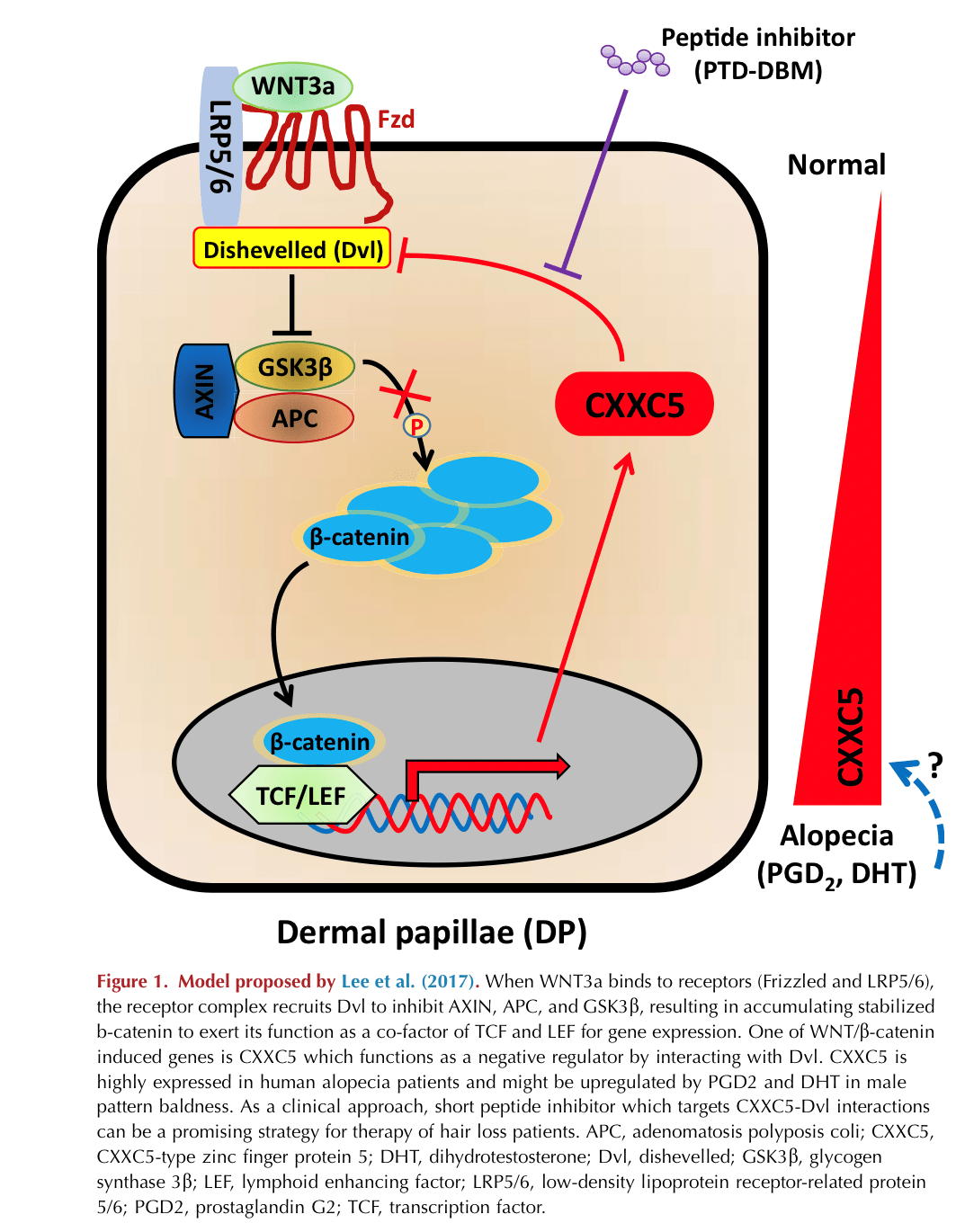 Dermal Papillae(DP)